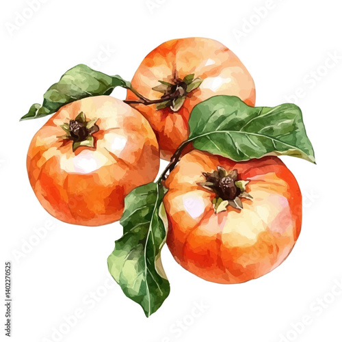 illustration of Persimmon Fruit With Crown Leaves, watercolor vector, isolated on a white background.