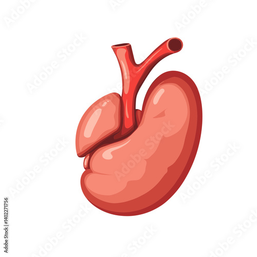 Human Kidney Anatomy Illustration: Red Organ with Blood Vessels on White Background