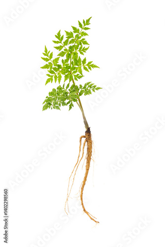 Chinese herbal medicine Angelica sinensis seedling on white background. photo
