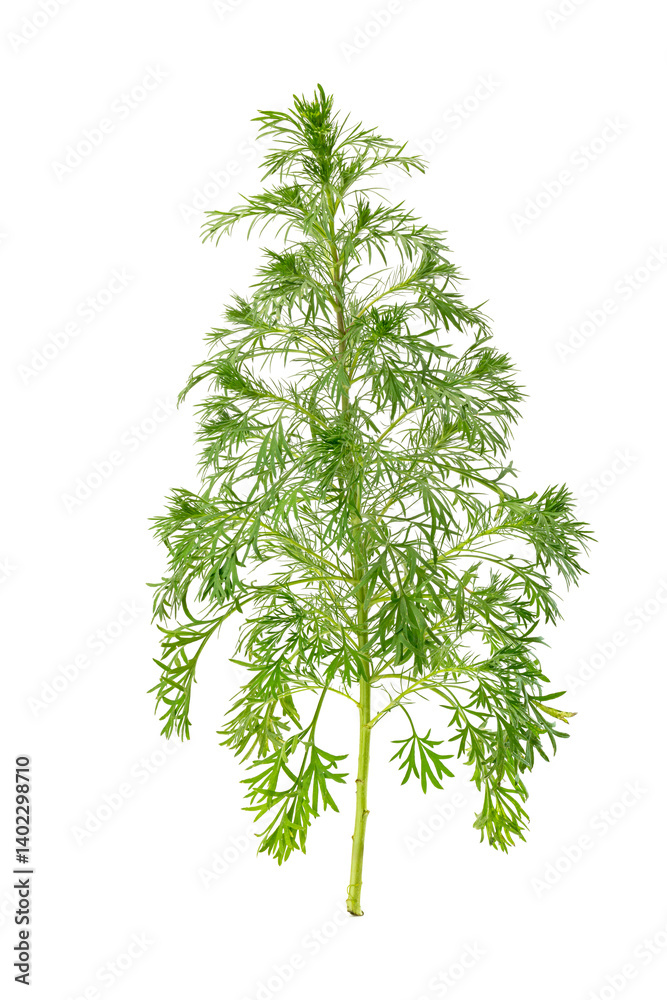 Obraz premium Artemisia annua isolated on white background. used for extracting artemisinin.