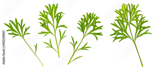 Artemisia annua leaves isolated on white background. used for extracting artemisinin.