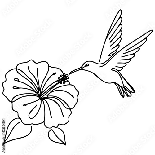 Hummingbird Line Art.