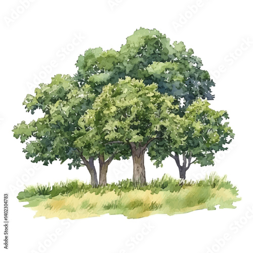 illustration of Peaceful Grove With Ancient Oak Trees, watercolor vector, isolated on a white background.