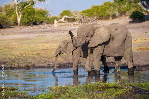 Photography A group of elephant families go to the water's edge for a drink - African elephants standing near lake in Moremi game reserve, Botswana