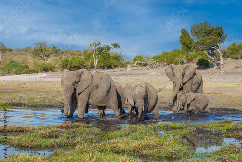 Canvas Print A group of elephant families go to the water's edge for a drink - African elephants standing near lake in Moremi game reserve, Botswana