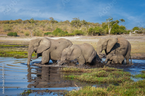Photography A group of elephant families go to the water's edge for a drink - African elephants standing near lake in Moremi game reserve, Botswana