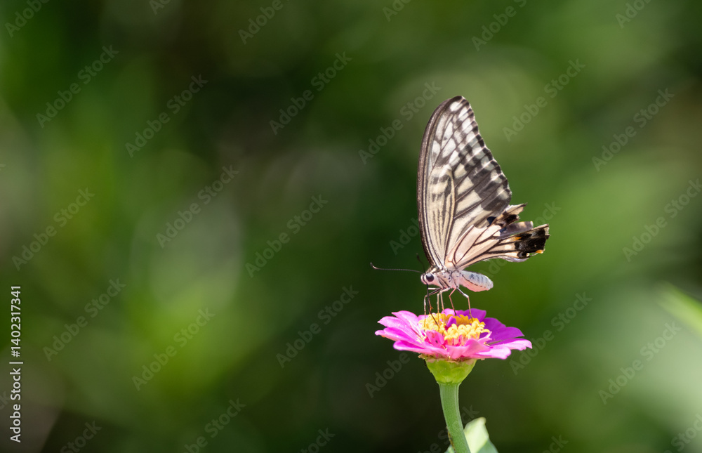 花の蜜を吸うアゲハチョウ	