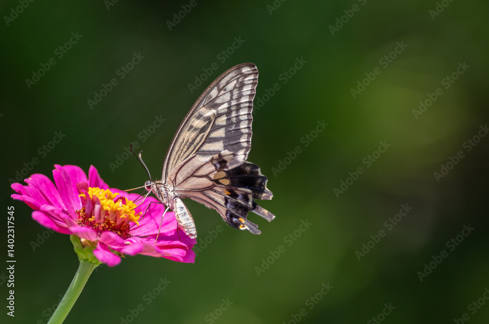 Fototapeta premium 花の蜜を吸うアゲハチョウ 