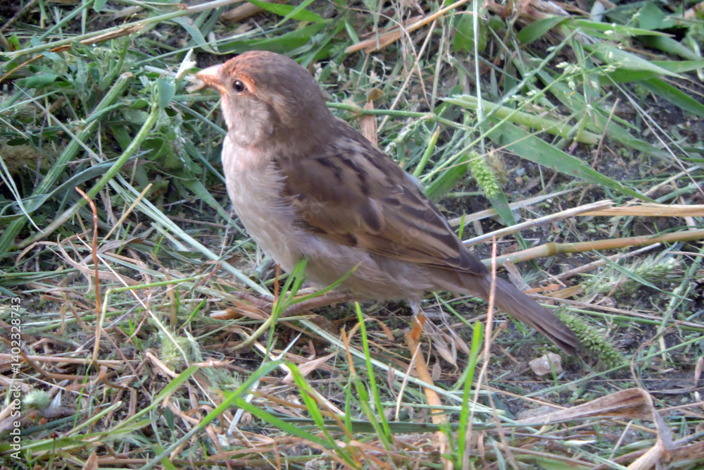 A portrait of a juvenile female house sparrow standing on green grass A portrait of a juvenile female house sparrow standing on green grass