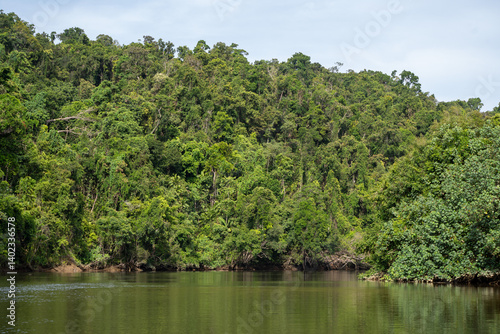 river in the forest