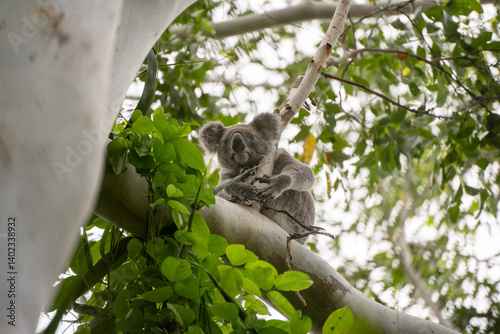 Canvas Print koala in tree