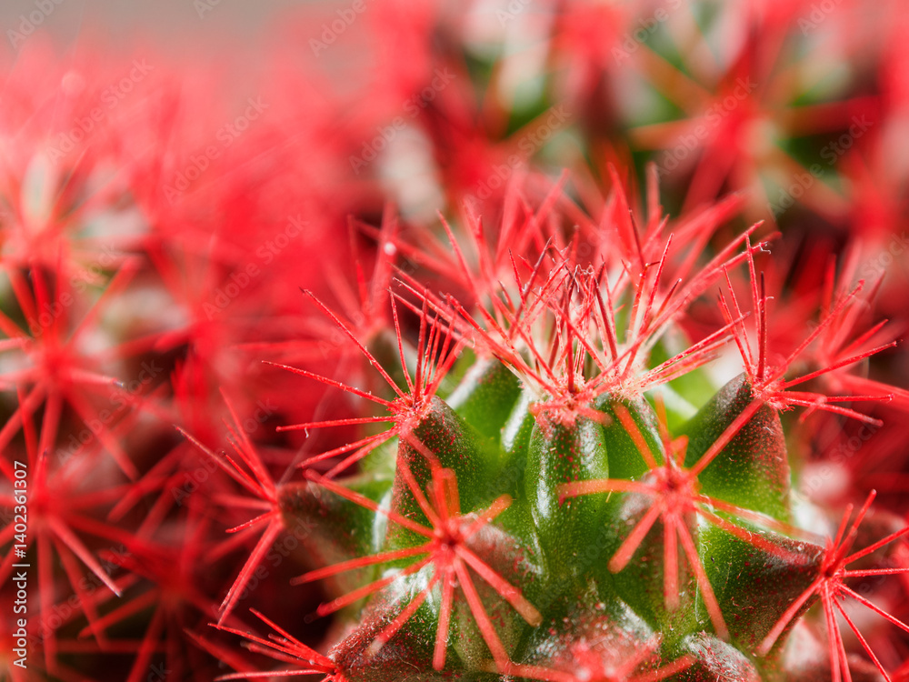 Detailed macro of cactus, sharp spines, intricate texture, desert plant, close-up view, botanical beauty, arid nature, succulent detail. Detailed macro of cactus, sharp spines, intricate texture, desert plant, close-up view, botanical beauty, arid nature, succulent detail.