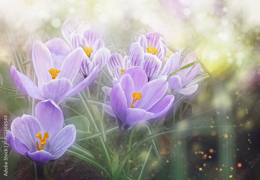 Spring flowers of blue crocuses. Close up of purple crocus flowers with orange pistil and stamens. Crocus tommasinianus Spring flowers of blue crocuses. Close up of purple crocus flowers with orange pistil and stamens. Crocus tommasinianus