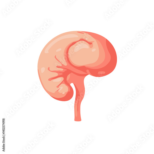 Detailed Illustration of a Human Kidney Anatomy