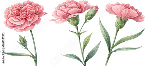 Watercolor Pink Carnations