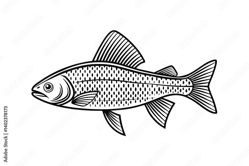 Fototapeta premium Arctic Grayling fish vector on a white background, fish silhouette