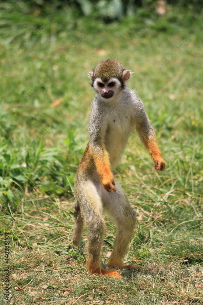 Obraz premium monkey on a tree