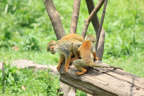 monkey on a tree