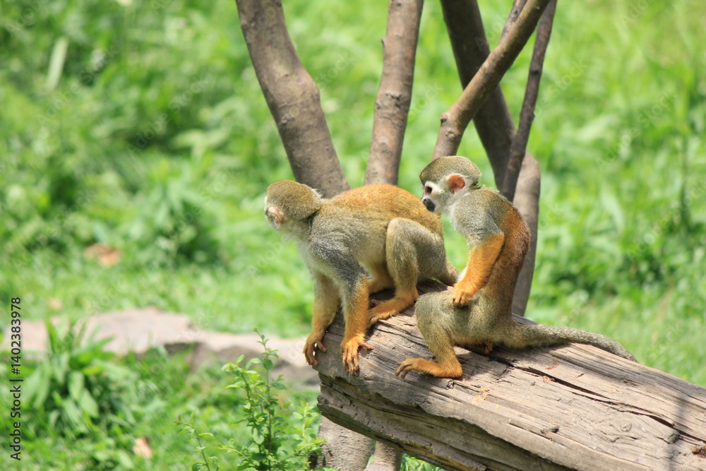 Obraz premium monkey on a tree