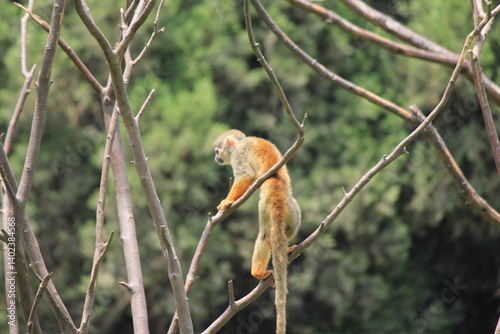 monkey on a tree