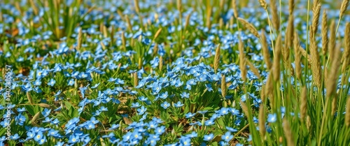 Obraz na płótnie A carpet of blue forget-me-nots and scorpion grasses blossoms in the spring, peaceful, detail w salonie