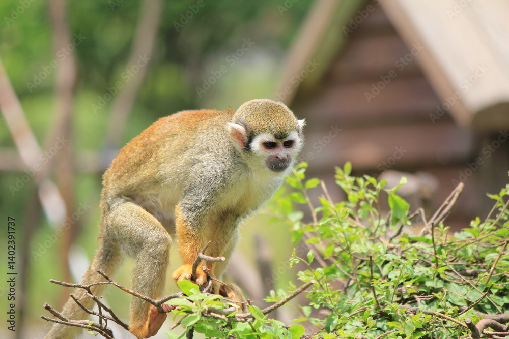Obraz premium monkey on a tree