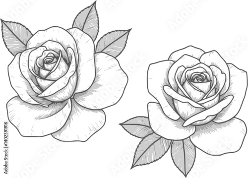 Wallpaper Mural Rose ornament vector by hand drawing. Beautiful flower on transparent background. Arthur Bell rose vector art highly detailed in line art style. Flower tattoo for paint or pattern Torontodigital.ca