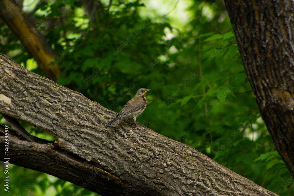 Fieldfare Perched on a Tree Branch in summer day Fieldfare Perched on a Tree Branch in summer day