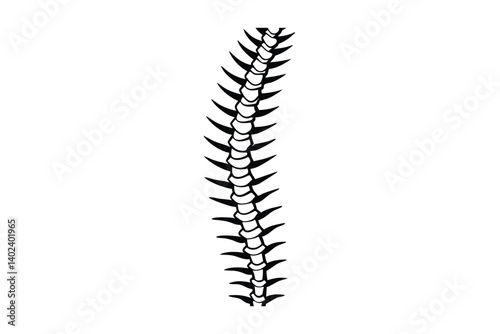 a spine with delicate shading lines   