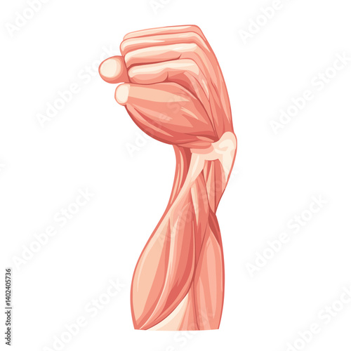 Detailed Anatomy of a Human Arm and Hand Muscles