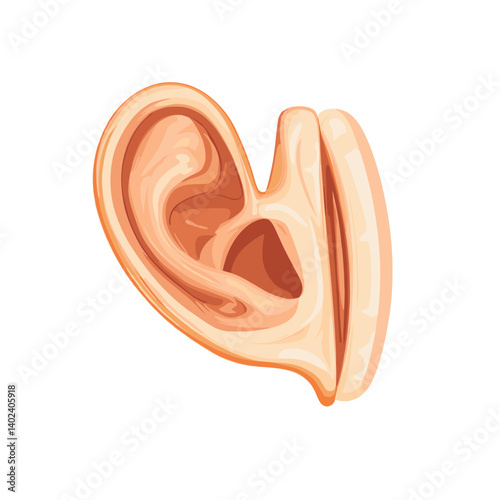 Detailed Illustration of a Human Ear Anatomy