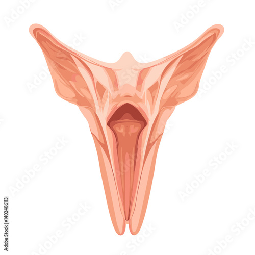 Detailed Illustration of Female Pelvic Anatomy