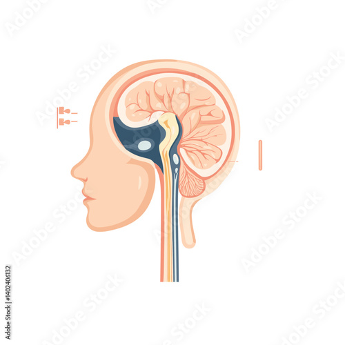 Detailed Illustration of Human Brain Anatomy in Pastel Colors