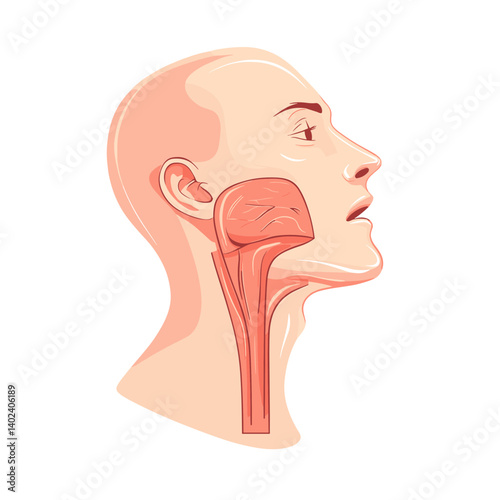 Detailed Illustration of Human Head and Neck Anatomy