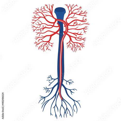 Detailed Illustration of Human Vascular System Anatomy