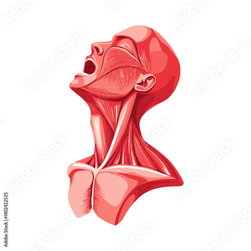 Detailed Anatomy Illustration of Human Neck and Head Muscles