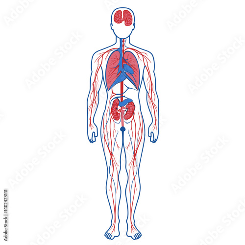 Detailed Human Body Anatomy Illustration Showing Circulatory And Respiratory Systems