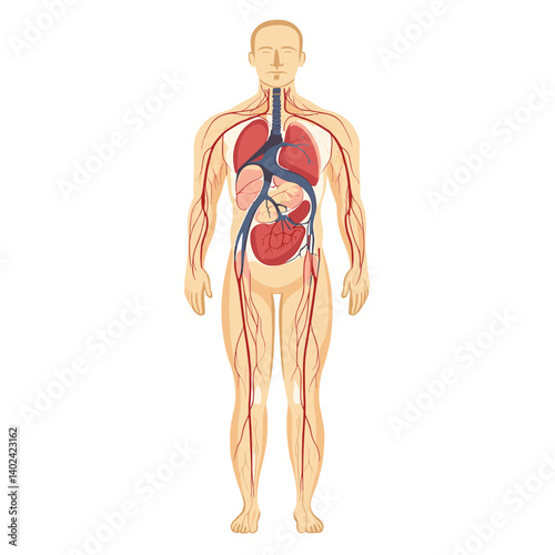 Detailed Human Body Anatomy Illustration Showing Vascular And Internal Organs