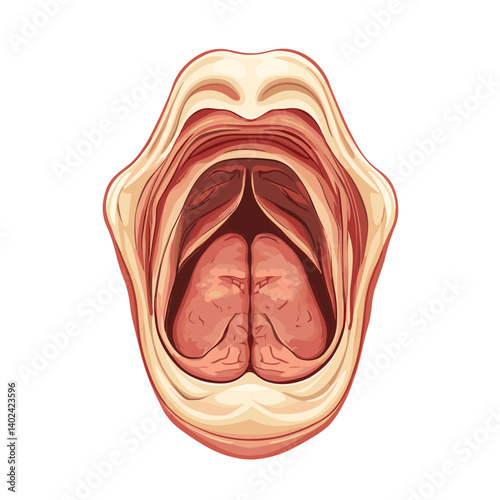 Detailed Human Mouth and Throat Anatomy Illustration