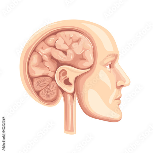 Detailed Illustration of Human Brain and Head Anatomy in Profile View