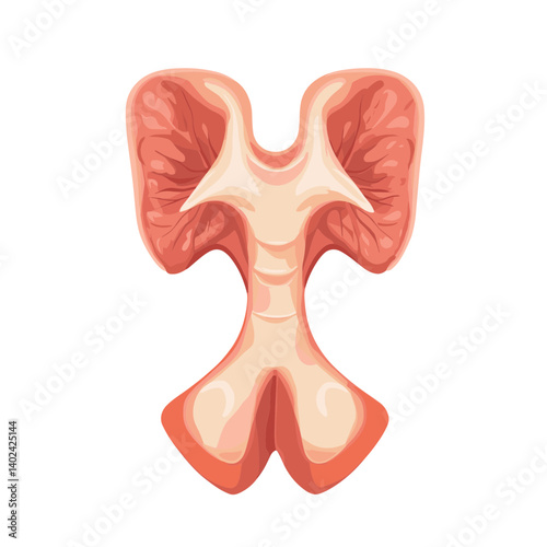 Detailed Illustration of Human Thyroid Gland Anatomy