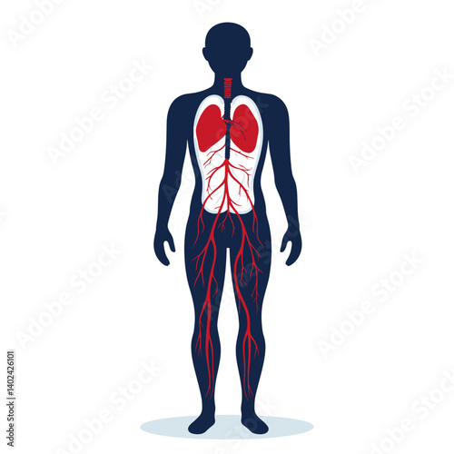 Human Body Anatomy Diagram Showing Respiratory and Circulatory Systems