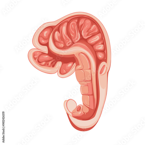 Human Embryo Development Illustration: Detailed Anatomical Cross-Section Diagram