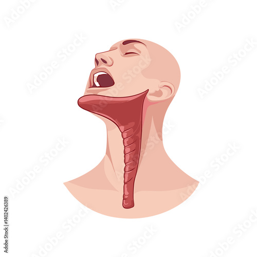 Human Throat and Neck Anatomy Illustration