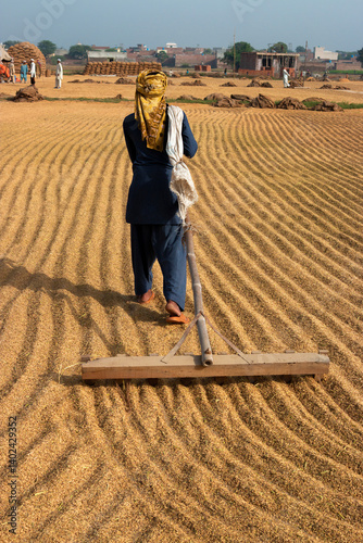 A boy in the fields is drying paddy rice manually with the traditional method. 