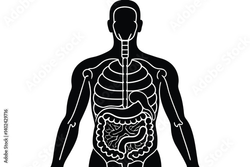 Human Anatomy Silhouette Showing Rib Cage, Digestive System, and Skeletal Structure.