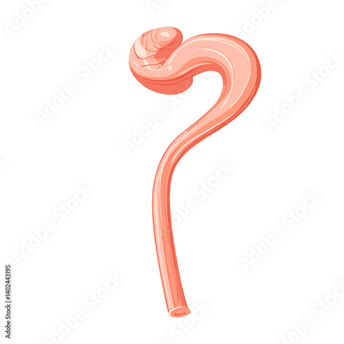 Detailed Anatomical Illustration of a Pink Organ with a Curved Structure
