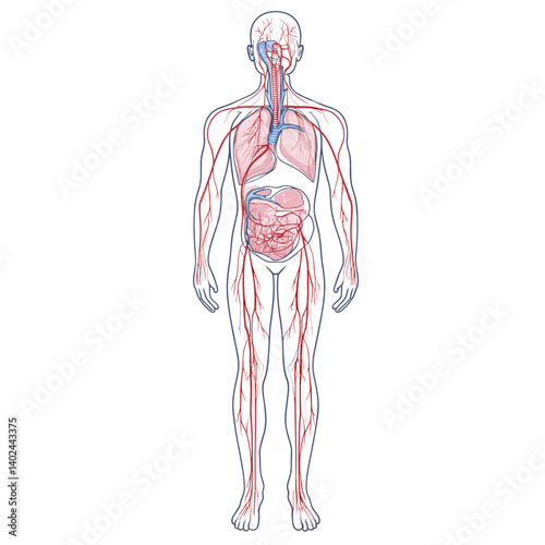 Detailed Human Body Anatomy Illustration with Vascular and Organ Systems