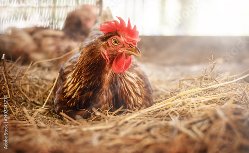 A brown hen sits in a nest in a chicken coop