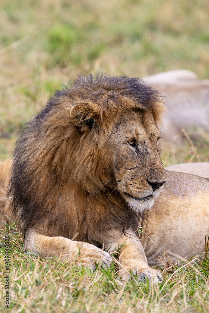 Adult male lion, panthera leo, resting with the pride in the Masai Mara, Kenya. Portrait view of this big cat with a wet mane in the summer rain. Adult male lion, panthera leo, resting with the pride in the Masai Mara, Kenya. Portrait view of this big cat with a wet mane in the summer rain.